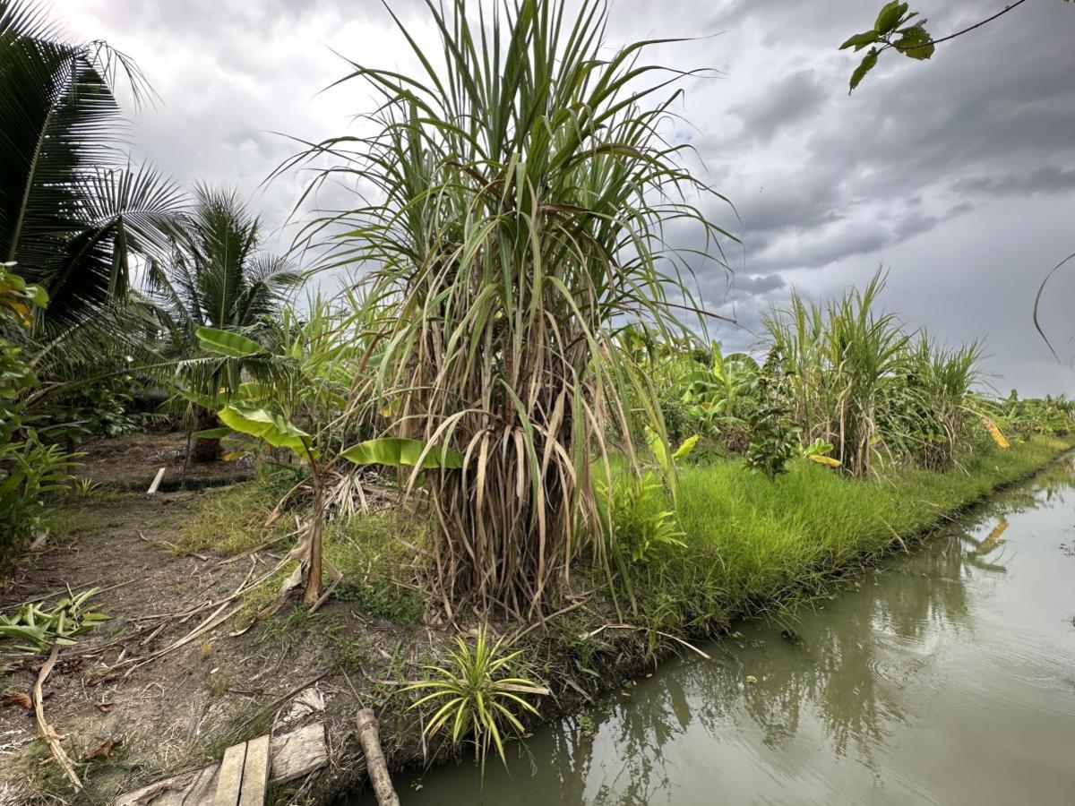 ขายที่ดินนนทบุรี บางใหญ่ บางบัวทอง : ขายที่ดินเปล่า พื้นที่ 7-0-90 บางใหญ่ นนทบุรี บางใหญ่ บางใหญ่ นนทบุรี CX-130776