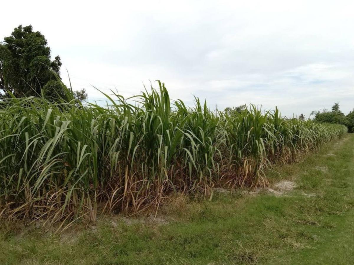 For SaleLandPattaya, Bangsaen, Chonburi : For Sale Prime Land for Sale Near Nong Mon Market, Mueang Chonburi CX-133167