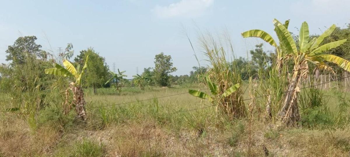 ขายที่ดินพัทยา บางแสน ชลบุรี สัตหีบ : ขายที่ดินทำเลทอง ใกล้ตลาดหนองมน อ.เมืองชลบุรี  จ.ชลบุรี CX-133167