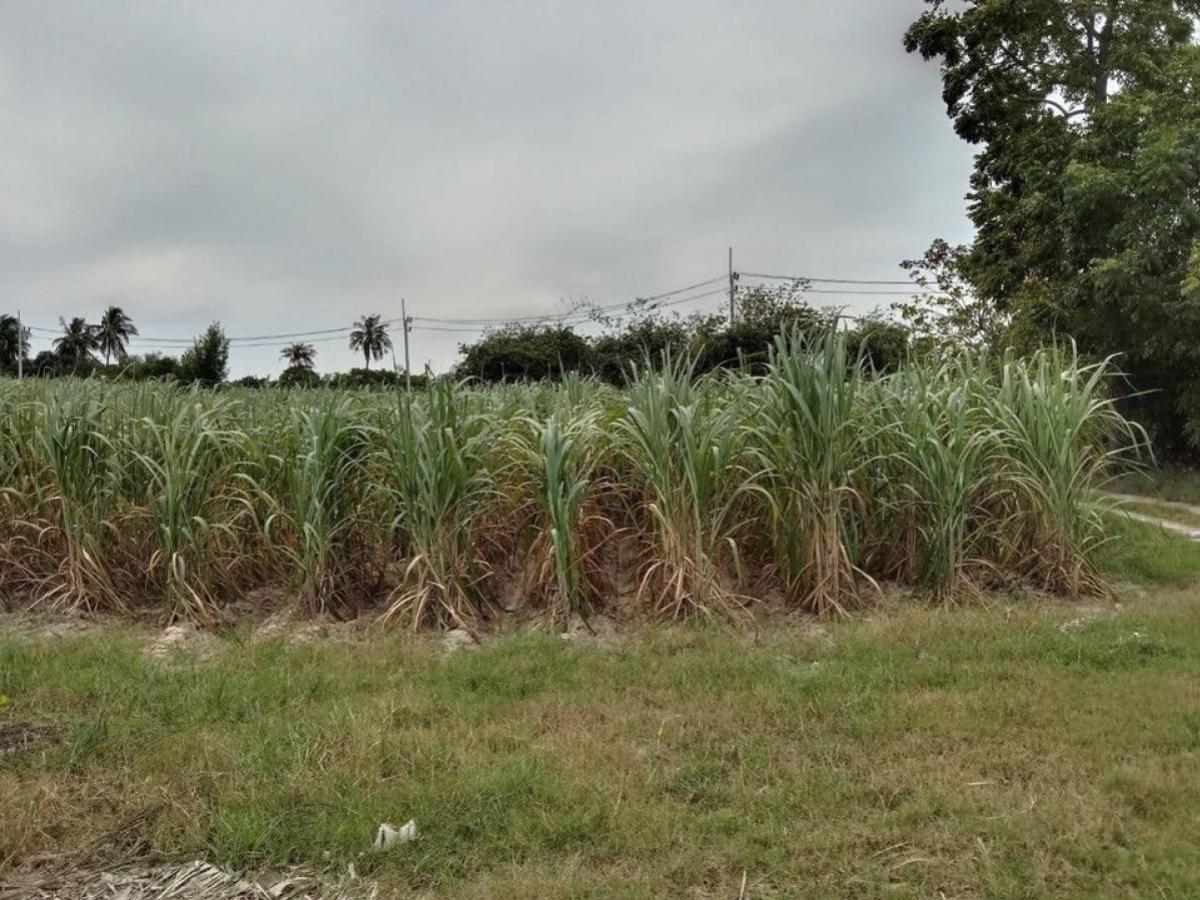 ขายที่ดินพัทยา บางแสน ชลบุรี สัตหีบ : ขายที่ดินทำเลทอง ใกล้ตลาดหนองมน อ.เมืองชลบุรี  จ.ชลบุรี CX-133167