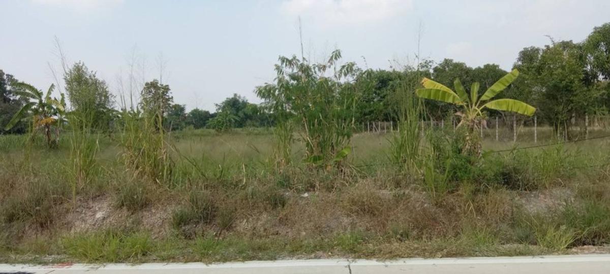 ขายที่ดินพัทยา บางแสน ชลบุรี สัตหีบ : ขายที่ดินทำเลทอง ใกล้ตลาดหนองมน อ.เมืองชลบุรี  จ.ชลบุรี CX-133167