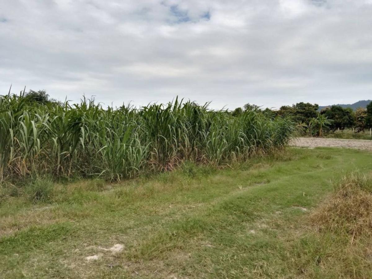 ขายที่ดินพัทยา บางแสน ชลบุรี สัตหีบ : ขายที่ดินทำเลทอง ใกล้ตลาดหนองมน อ.เมืองชลบุรี  จ.ชลบุรี CX-133167