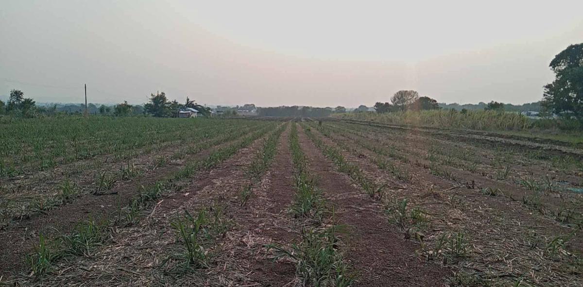 For SaleLandLop Buri : For Sale Vacant Land Phatthana Nikhom  Lopburi  CX-132784