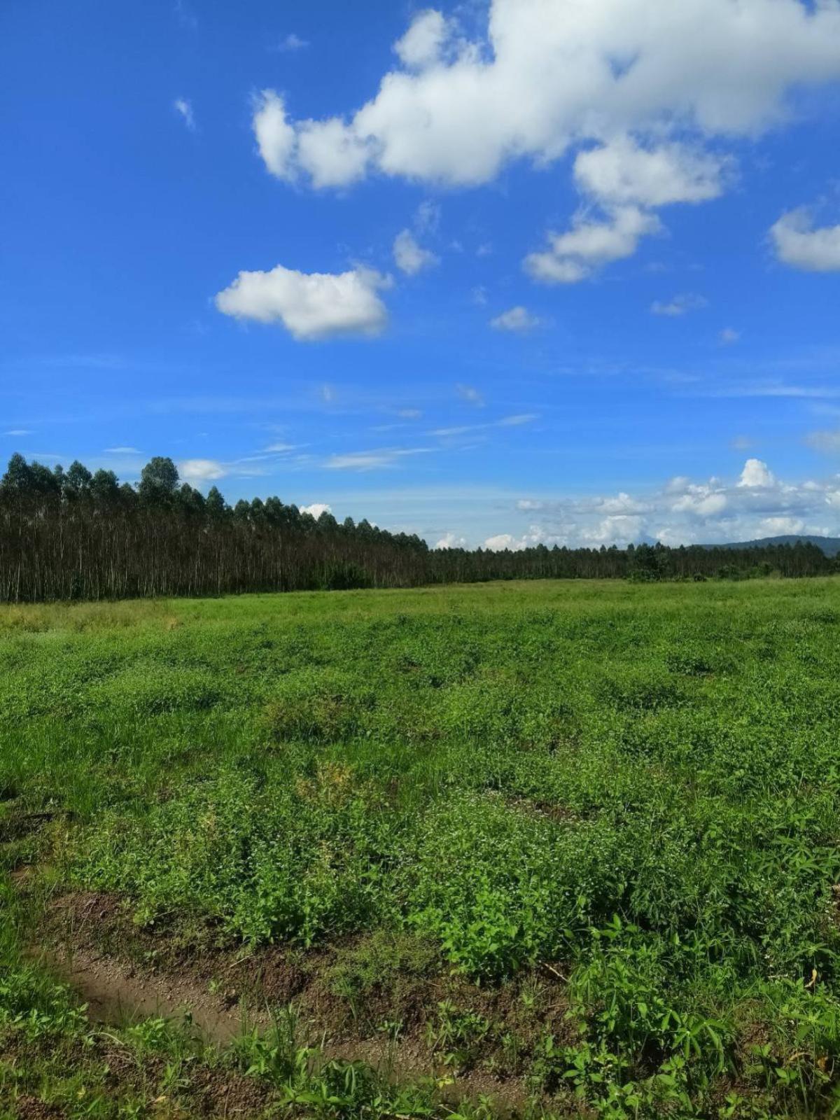 ขายที่ดินปราจีนบุรี : ขายที่ดิน อ.กบินทร์บุรี จ.ปราจีนบุรี  CX-132940