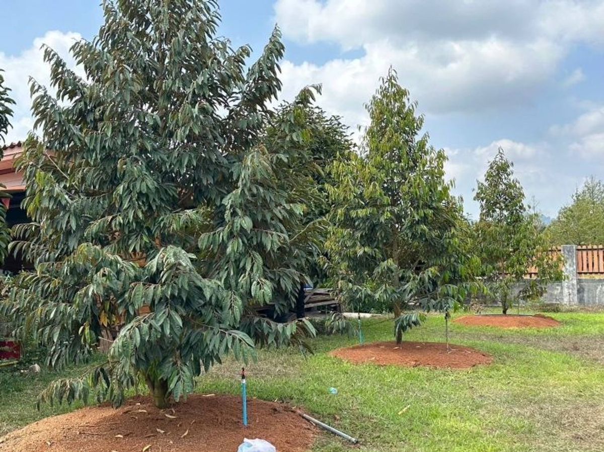 ขายที่ดินจันทบุรี : บ้านพร้อมที่ดิน ท่าใหม่ จันทบุรี บรรยากาศบ้านสวนธรรมชาติ  