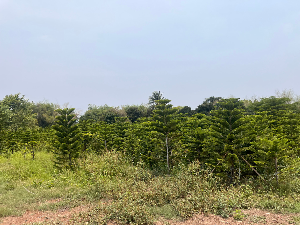 ขายที่ดินปราจีนบุรี : ขายที่ดินทำเลศักยภาพ  50 ไร่กว่า ติดถนนดำ ในเมือง ปราจีนบุรี