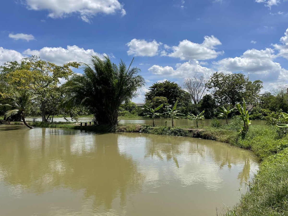 ขายที่ดินปทุมธานี รังสิต ธรรมศาสตร์ : ขายที่ดิน 101 ไร่ 1 งาน 3  ตร.วา  (ที่ดินโฉนด)  ถนนรังสิตคลอง10  ต.บึงบา  อ.หนองเสือ  ปทุมธานี