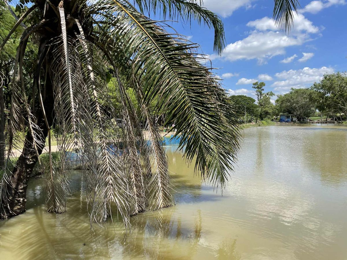 ขายที่ดินปทุมธานี รังสิต ธรรมศาสตร์ : ขายที่ดิน 101 ไร่ 1 งาน 3  ตร.วา  (ที่ดินโฉนด)  ถนนรังสิตคลอง10  ต.บึงบา  อ.หนองเสือ  ปทุมธานี