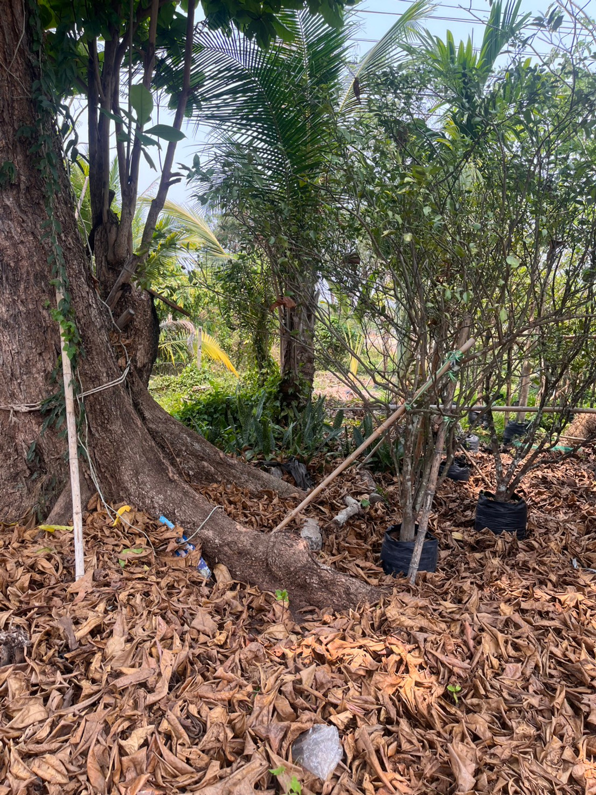 ขายที่ดินปราจีนบุรี : ขายที่ดินทำเลศักยภาพ  50 ไร่กว่า ติดถนนดำ ในเมือง ปราจีนบุรี