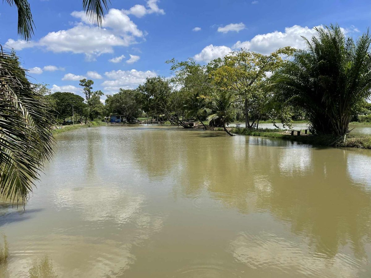 ขายที่ดินปทุมธานี รังสิต ธรรมศาสตร์ : ขายที่ดิน 101 ไร่ 1 งาน 3  ตร.วา  (ที่ดินโฉนด)  ถนนรังสิตคลอง10  ต.บึงบา  อ.หนองเสือ  ปทุมธานี