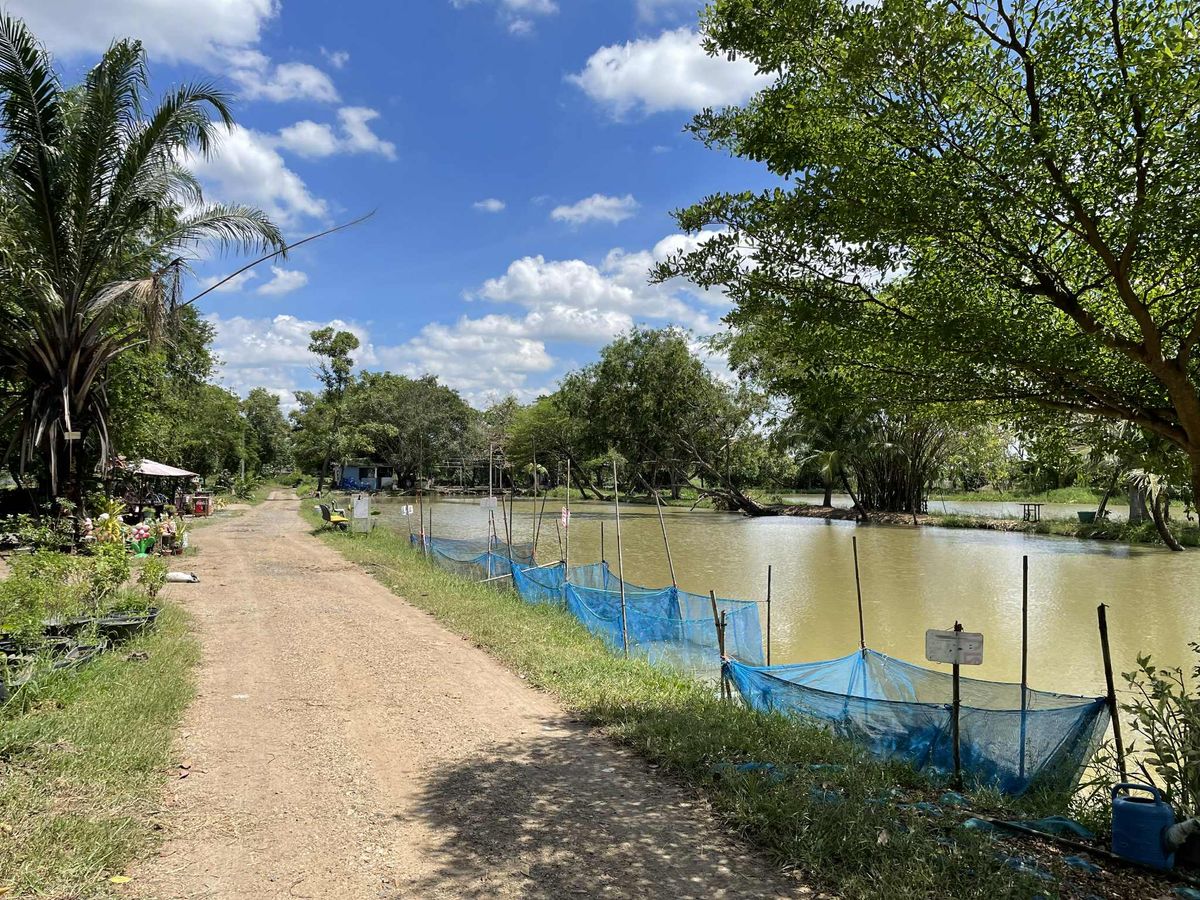 ขายที่ดินปทุมธานี รังสิต ธรรมศาสตร์ : ขายที่ดิน 101 ไร่ 1 งาน 3  ตร.วา  (ที่ดินโฉนด)  ถนนรังสิตคลอง10  ต.บึงบา  อ.หนองเสือ  ปทุมธานี