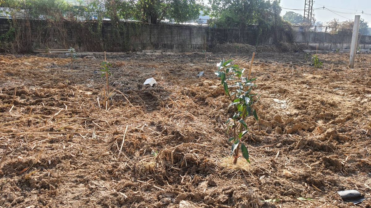 ให้เช่าที่ดินบางนา แบริ่ง ลาซาล : ปล่อยเช่า! 💥 ที่ดิน 3 ไร่ แถวสรรพาวุธ ใกล้สำนักงานและโรงเรียน 🌳