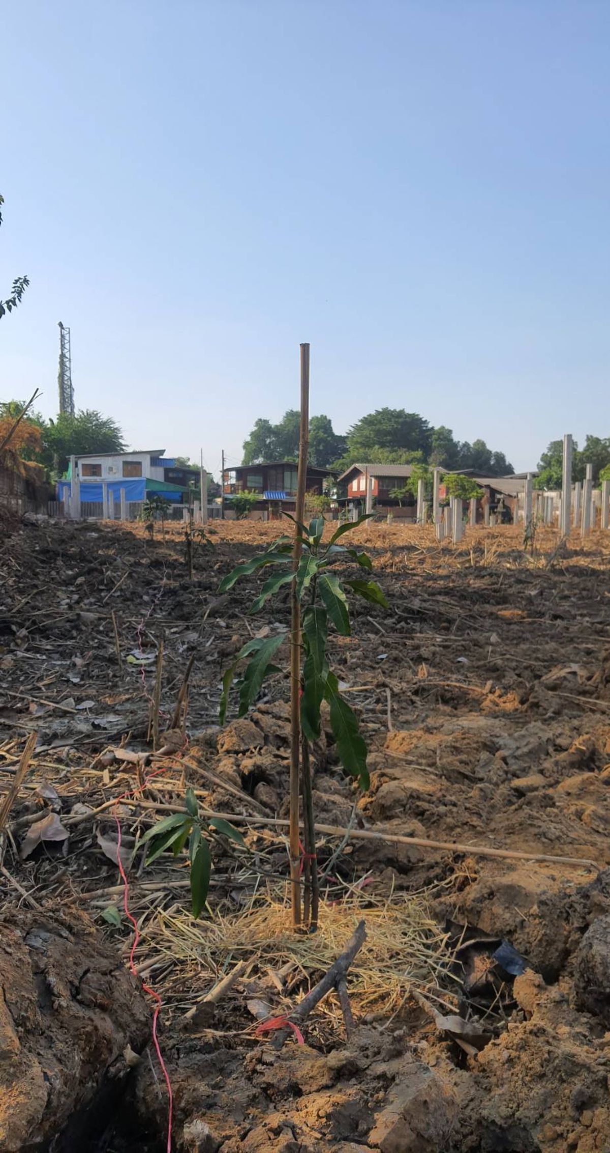 ให้เช่าที่ดินบางนา แบริ่ง ลาซาล : ปล่อยเช่า! 💥 ที่ดิน 3 ไร่ แถวสรรพาวุธ ใกล้สำนักงานและโรงเรียน 🌳