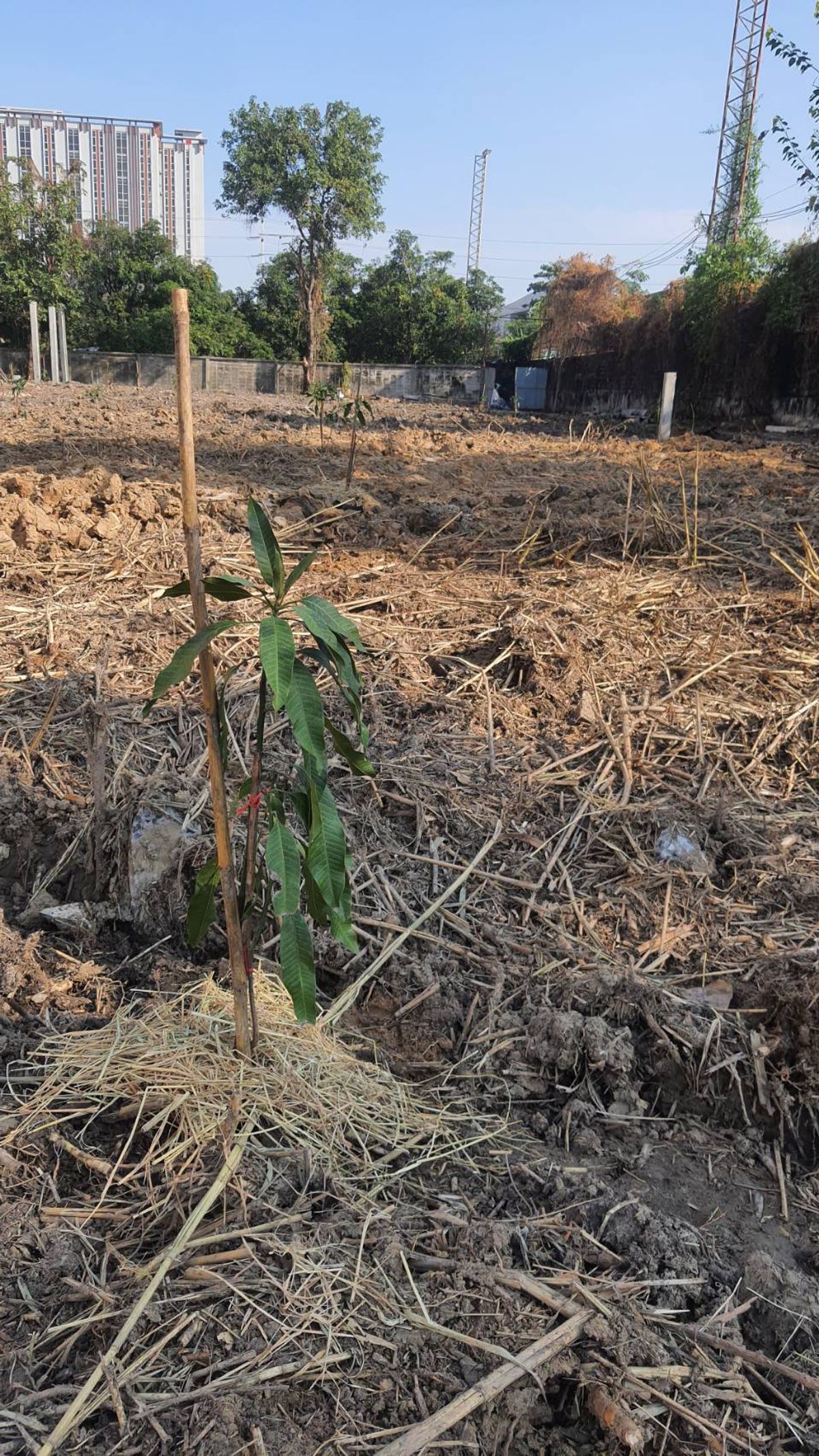 ให้เช่าที่ดินบางนา แบริ่ง ลาซาล : ปล่อยเช่า! 💥 ที่ดิน 3 ไร่ แถวสรรพาวุธ ใกล้สำนักงานและโรงเรียน 🌳