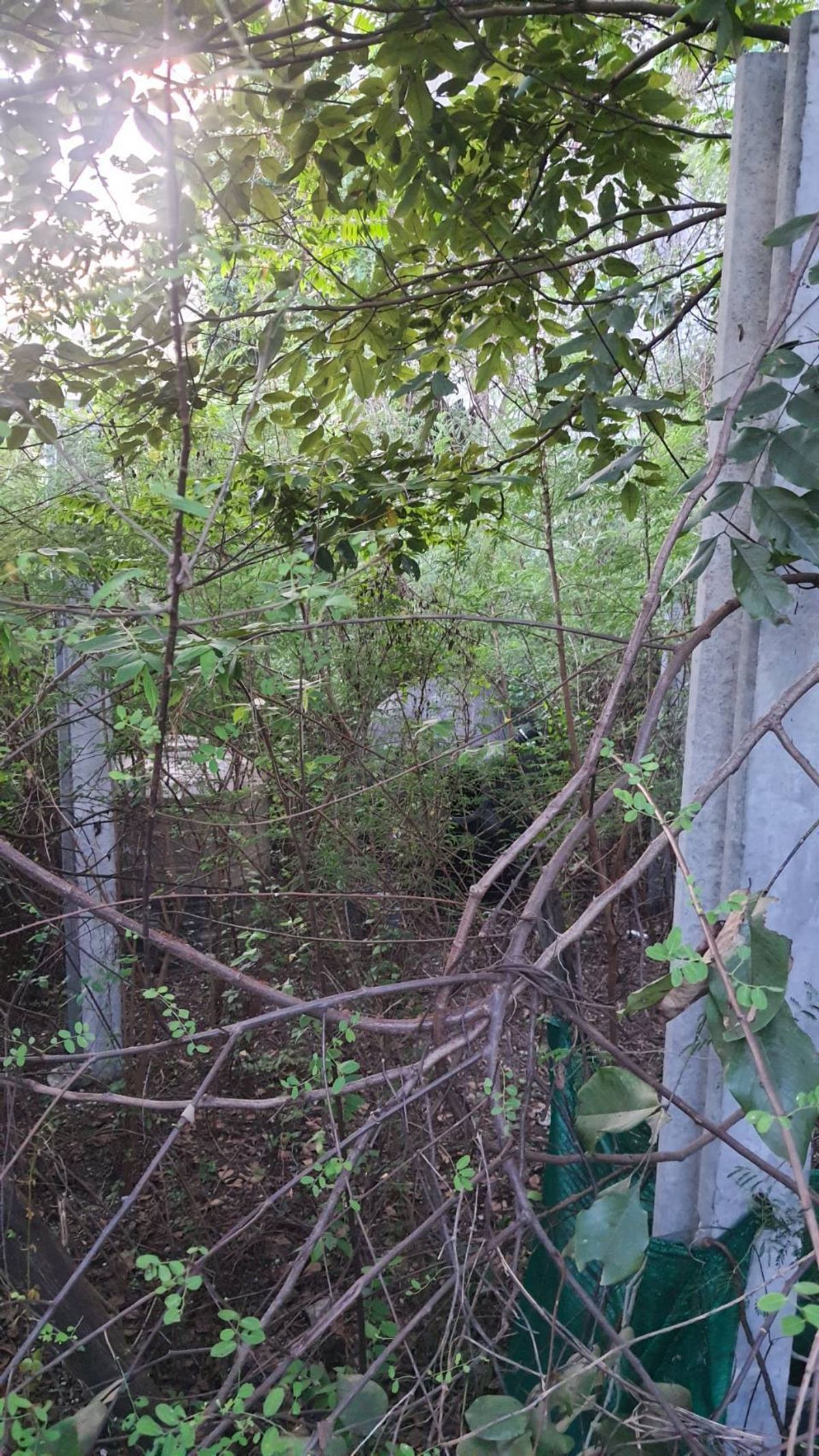 ให้เช่าที่ดินบางนา แบริ่ง ลาซาล : ปล่อยเช่า! 💥 ที่ดิน 3 ไร่ แถวสรรพาวุธ ใกล้สำนักงานและโรงเรียน 🌳