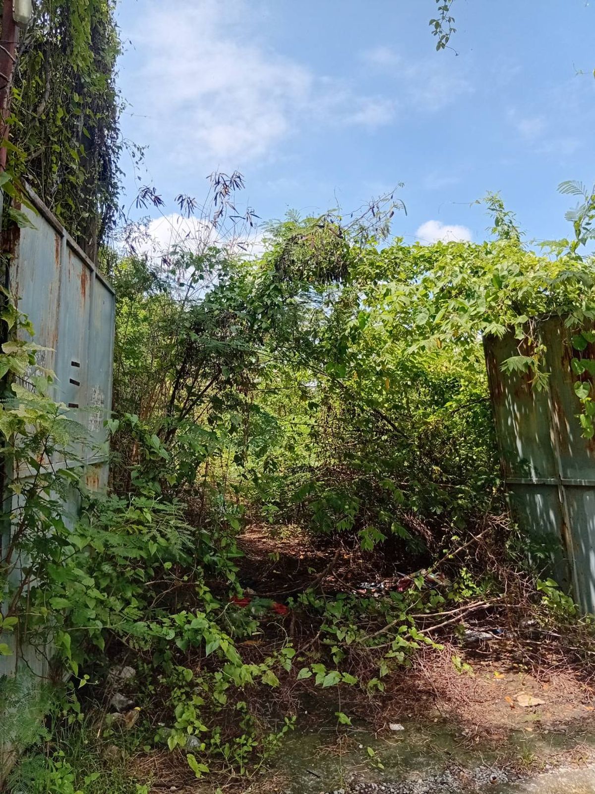 ให้เช่าที่ดินบางนา แบริ่ง ลาซาล : ปล่อยเช่า! 💥 ที่ดิน 3 ไร่ แถวสรรพาวุธ ใกล้สำนักงานและโรงเรียน 🌳