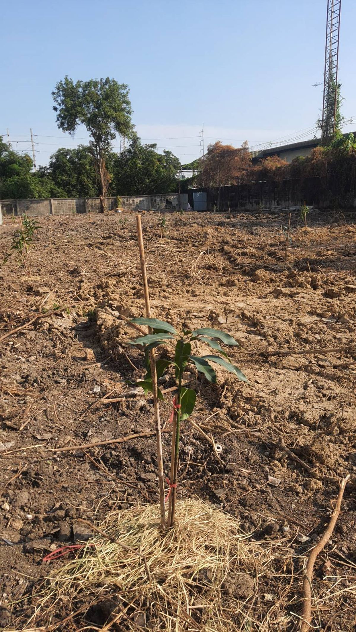 ให้เช่าที่ดินบางนา แบริ่ง ลาซาล : ปล่อยเช่า! 💥 ที่ดิน 3 ไร่ แถวสรรพาวุธ ใกล้สำนักงานและโรงเรียน 🌳