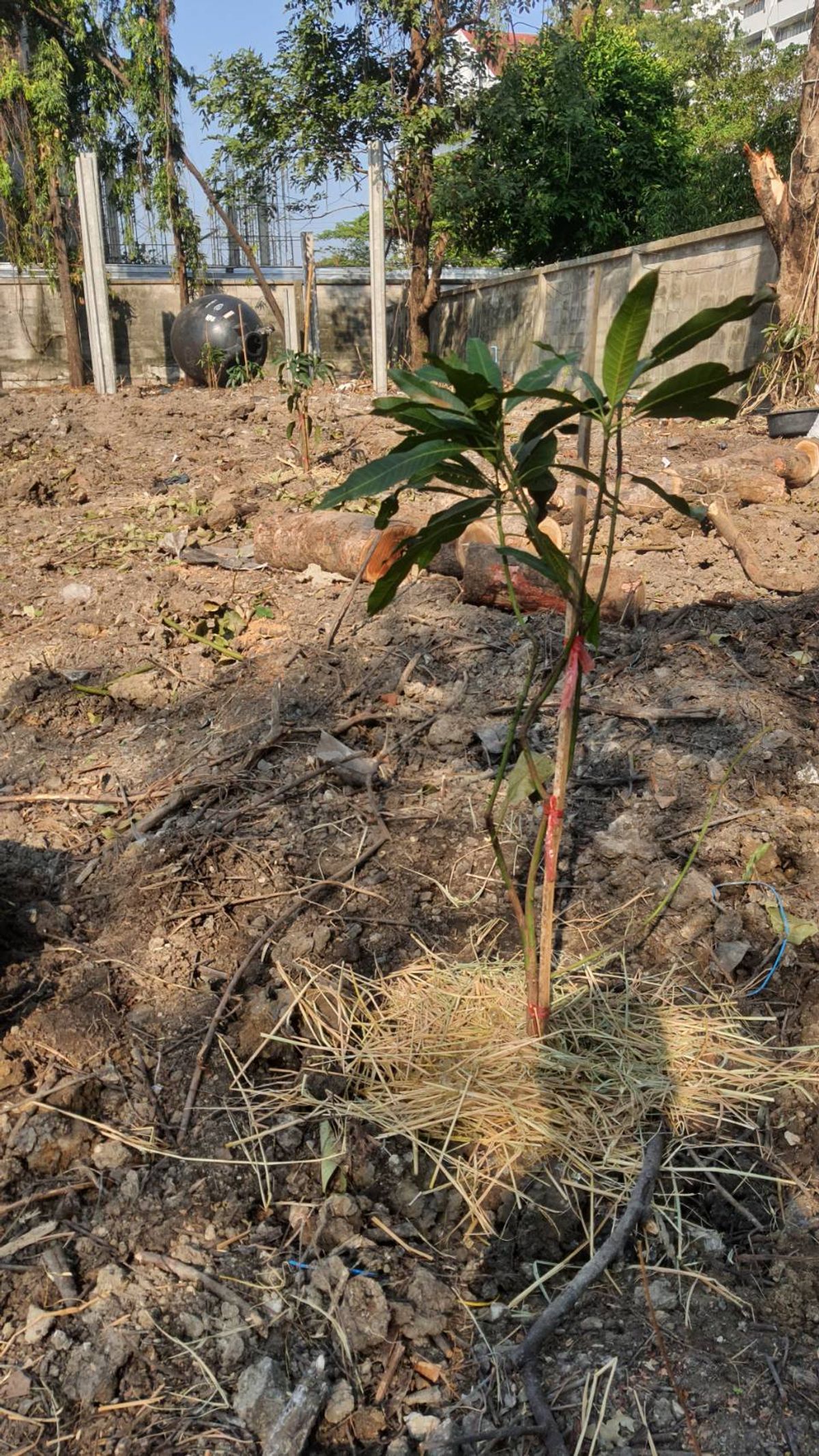 ให้เช่าที่ดินบางนา แบริ่ง ลาซาล : ปล่อยเช่า! 💥 ที่ดิน 3 ไร่ แถวสรรพาวุธ ใกล้สำนักงานและโรงเรียน 🌳