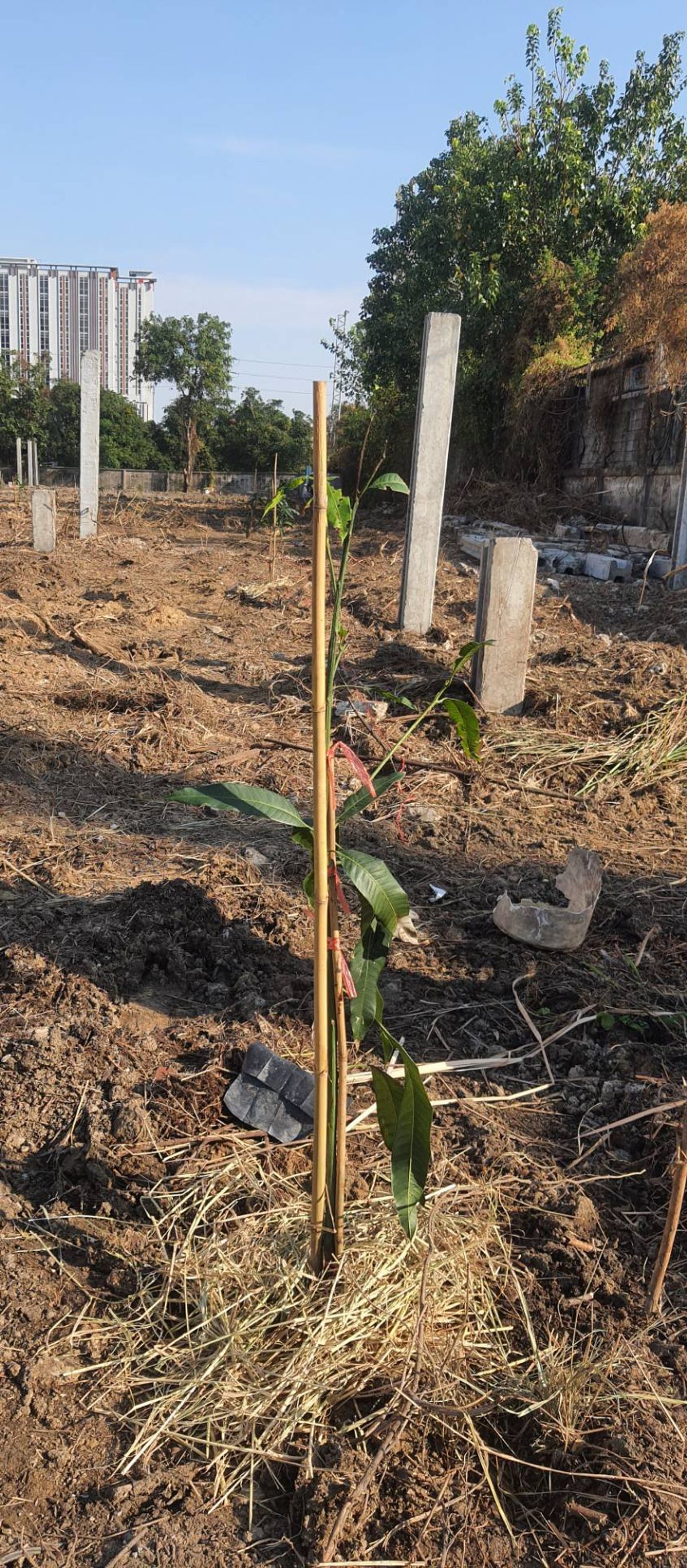 ให้เช่าที่ดินบางนา แบริ่ง ลาซาล : ปล่อยเช่า! 💥 ที่ดิน 3 ไร่ แถวสรรพาวุธ ใกล้สำนักงานและโรงเรียน 🌳