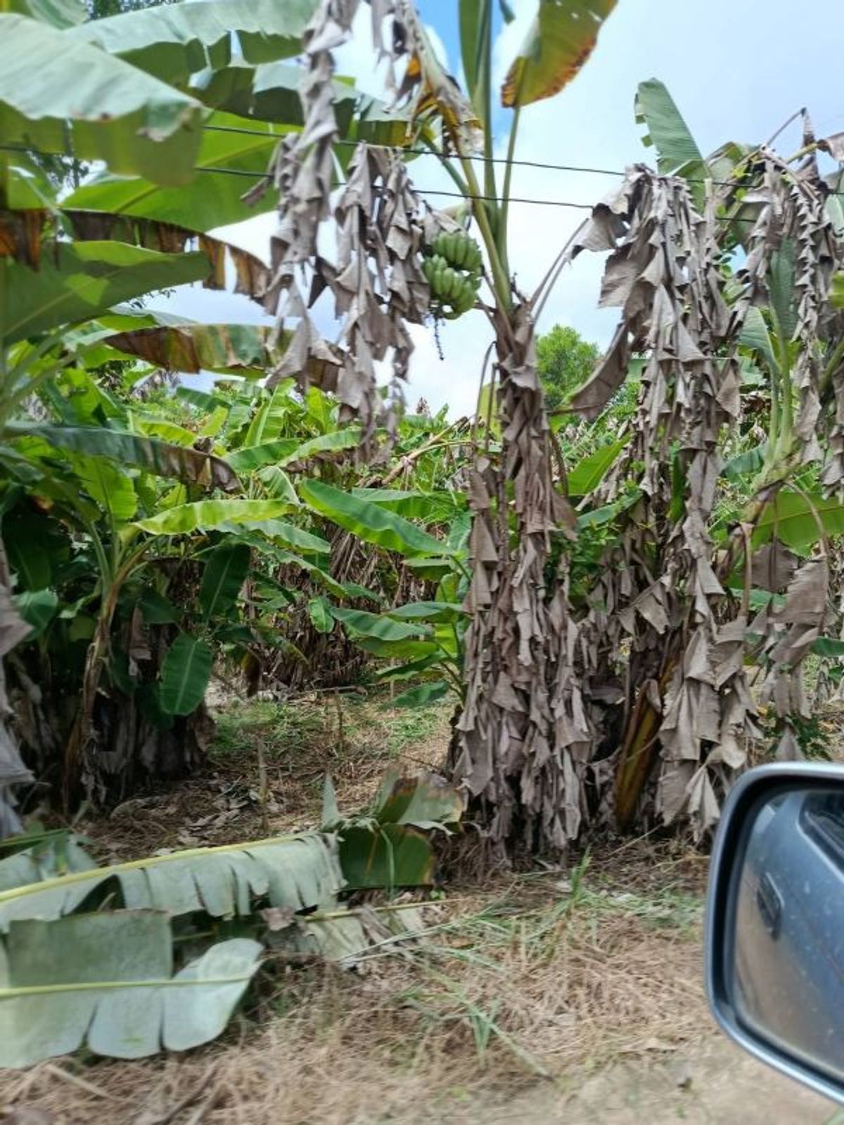 ขายที่ดินระยอง : ที่ดินบรรยากาศดี ทำเลทอง วังปลา ต.แกลง จ.ระยอง 