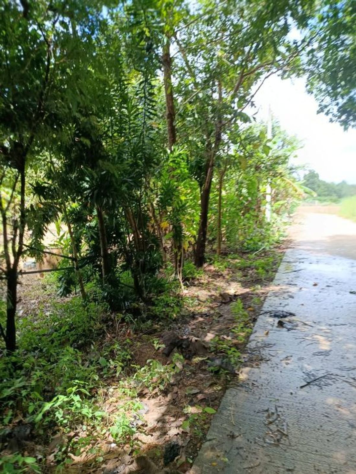 ขายที่ดินระยอง : ที่ดินบรรยากาศดี ทำเลทอง วังปลา ต.แกลง จ.ระยอง 