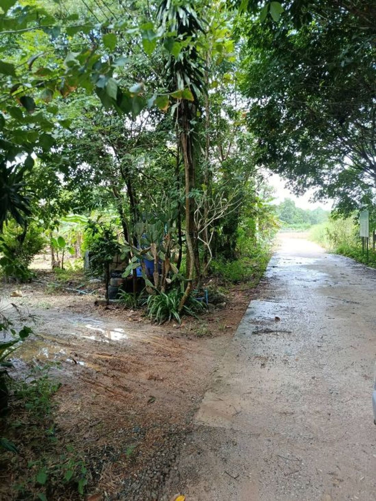 ขายที่ดินระยอง : ที่ดินบรรยากาศดี ทำเลทอง วังปลา ต.แกลง จ.ระยอง 