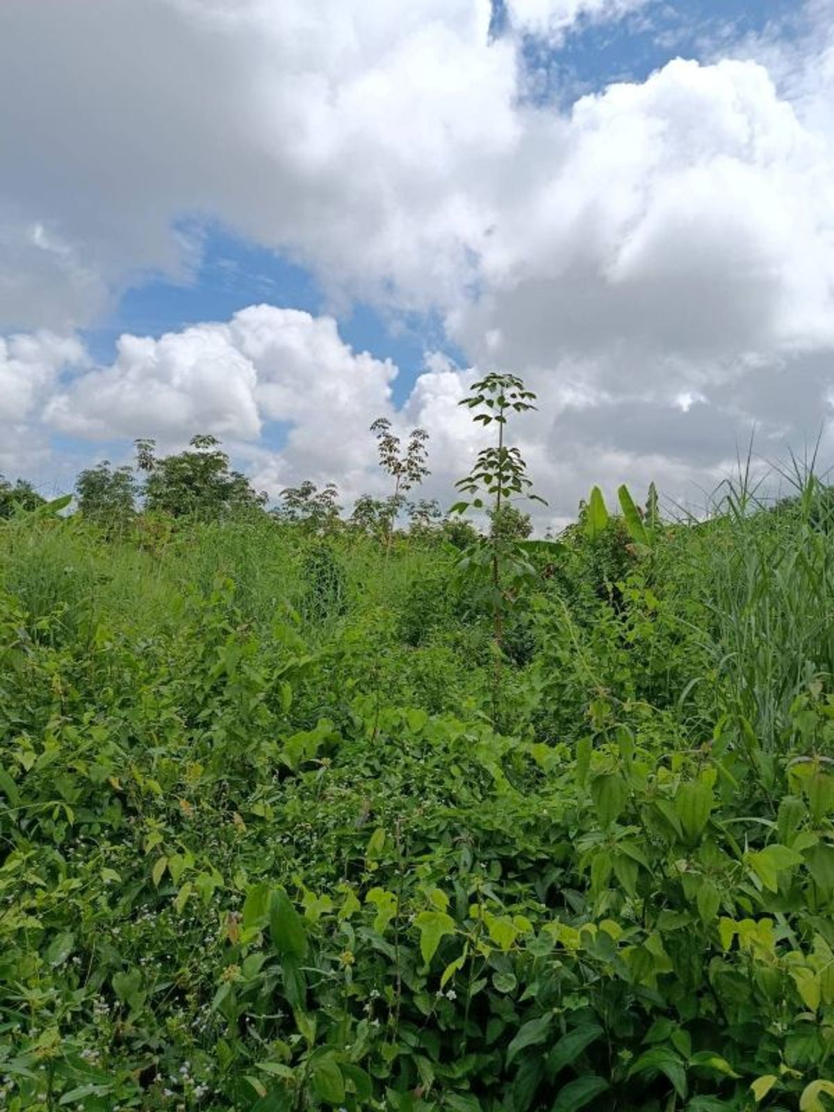 ขายที่ดินระยอง : ที่ดินบรรยากาศดี ทำเลทอง วังปลา ต.แกลง จ.ระยอง 