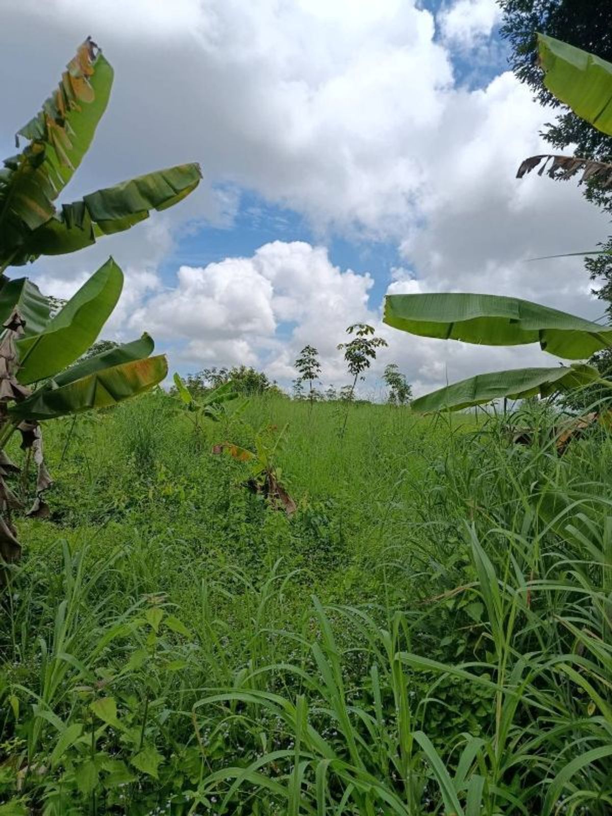 ขายที่ดินระยอง : ที่ดินบรรยากาศดี ทำเลทอง วังปลา ต.แกลง จ.ระยอง 