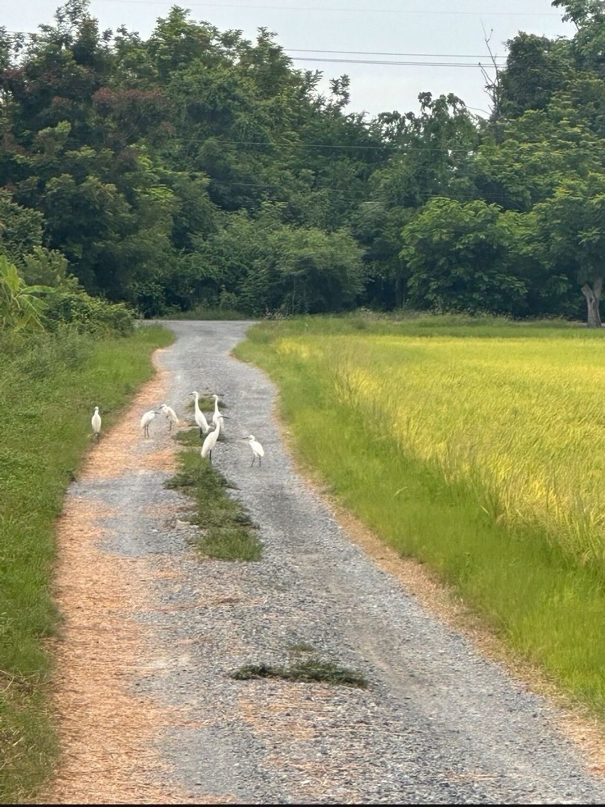 ขายที่ดินสุพรรณบุรี : ขายที่ดินสวย อำเภอเมืองสุพรรณ เเบ่งขาย ซื้อเก็บทำกำไร ซื้อเเบ่งเเปลงขาย พื้นที่ 27 ไร่ 2 งาน ติดถนน 3 ด้าน 