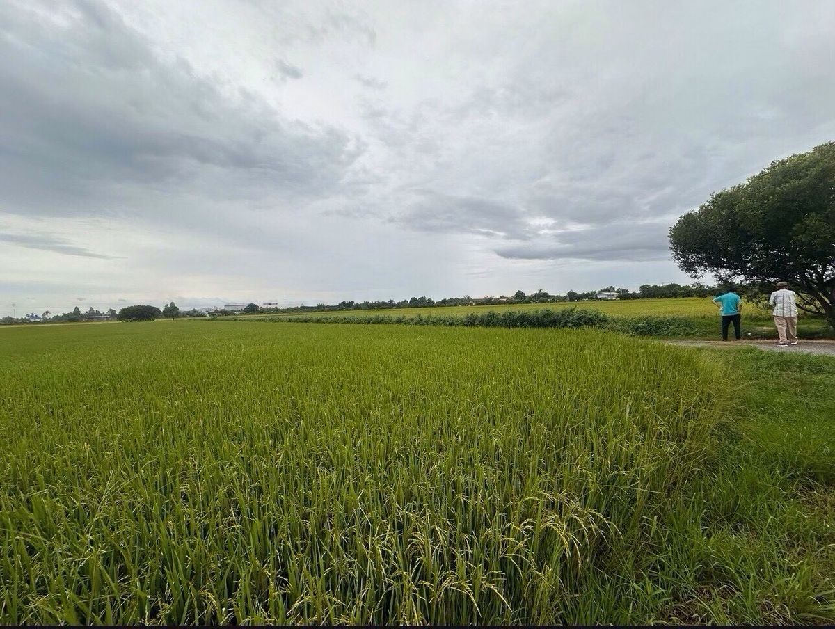 ขายที่ดินสุพรรณบุรี : ขายที่ดินสวย อำเภอเมืองสุพรรณ เเบ่งขาย ซื้อเก็บทำกำไร ซื้อเเบ่งเเปลงขาย พื้นที่ 27 ไร่ 2 งาน ติดถนน 3 ด้าน 