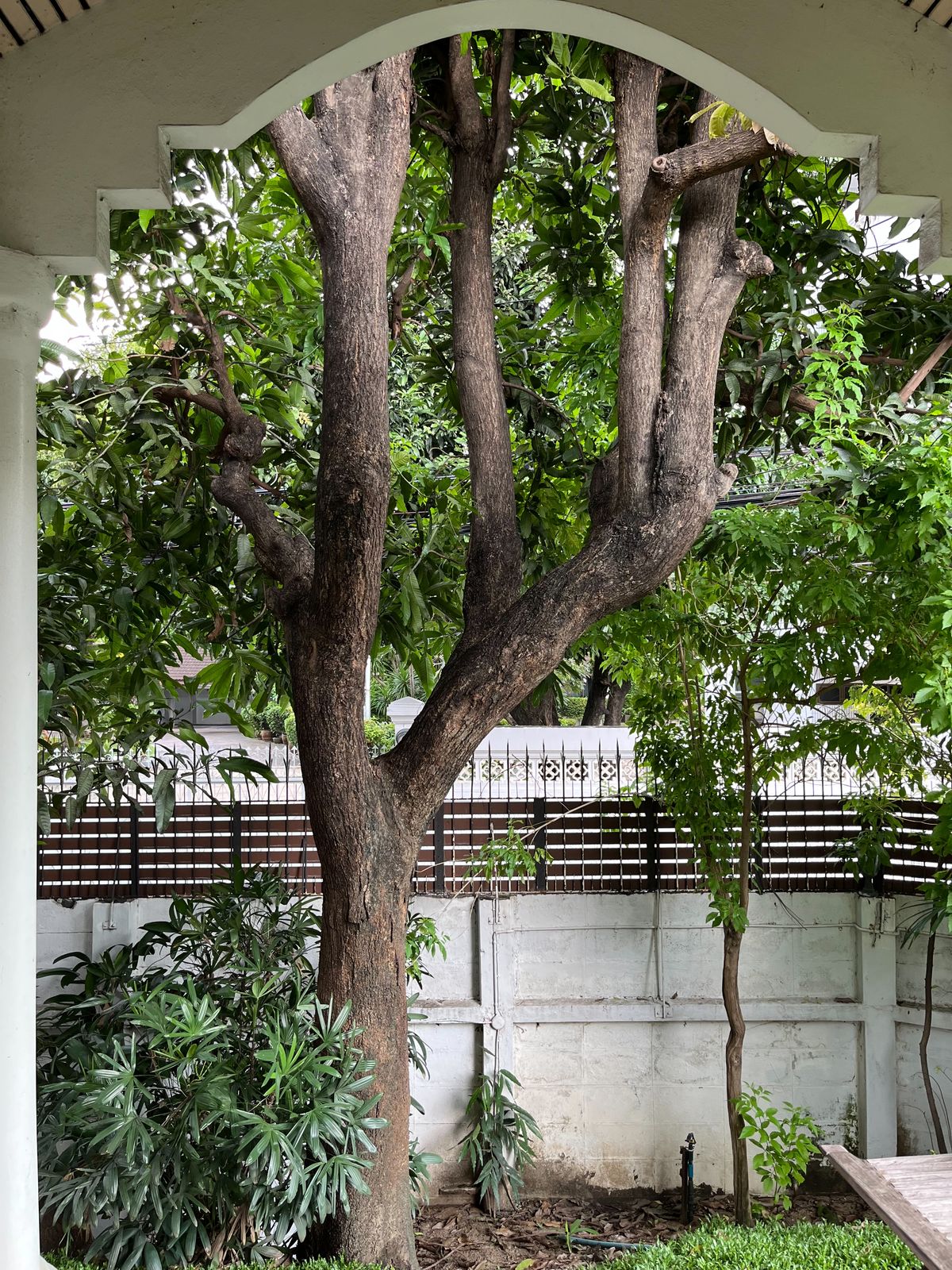 ให้เช่าบ้านสุขุมวิท อโศก ทองหล่อ : Pet Friendly house for rent in Sukhumvit-Thonglor
