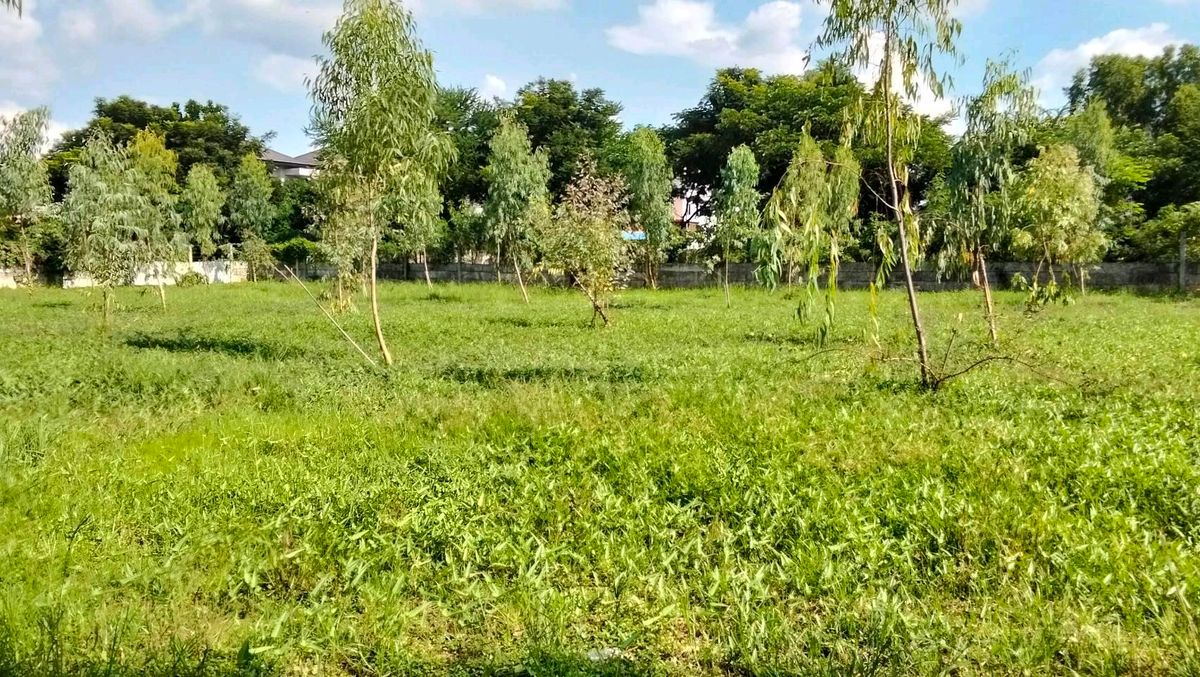 ขายที่ดินเสรีไทย-นิด้า : ขายถูกๆ ที่ดิน 1 ไร่ ถ.รามคำแหง 118 ซอยหมู่บ้านพฤกษชาติ  