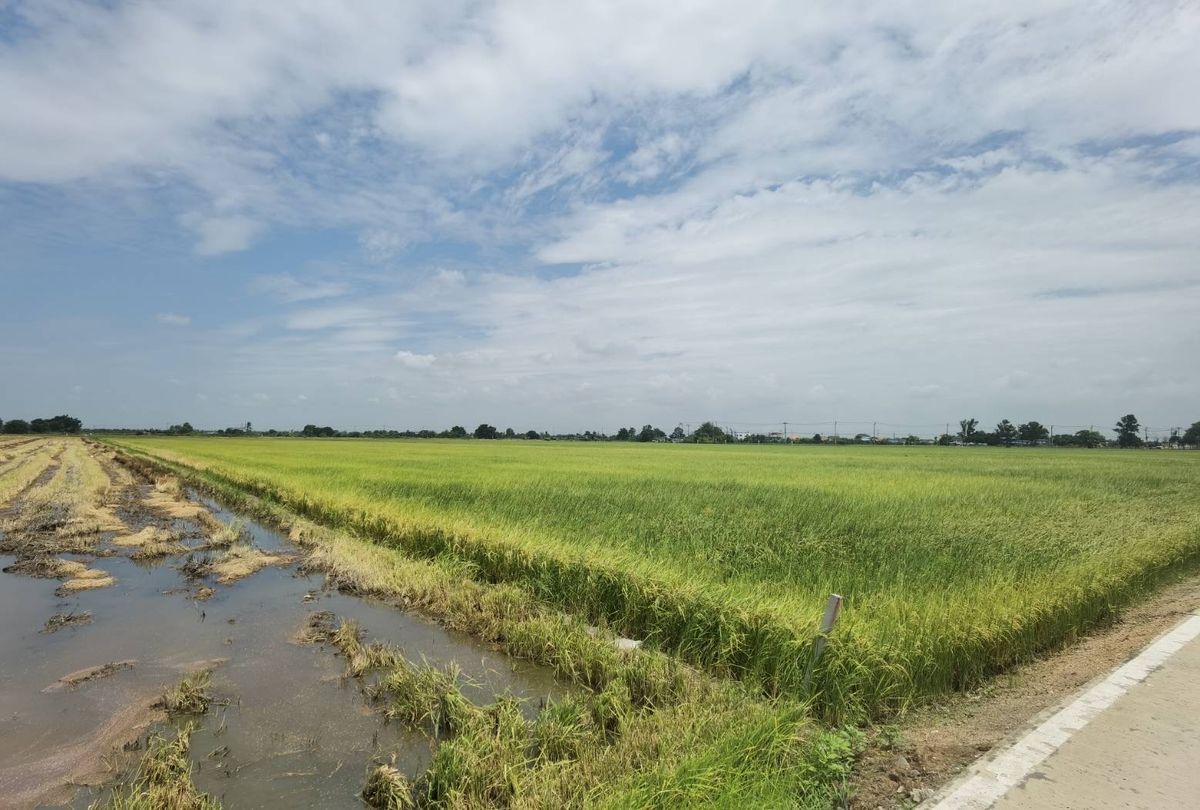 ขายที่ดินสมุทรปราการ สำโรง : ขายที่ดินแปลงสวย ใกล้วัดนาคราช บางพลีน้อย บางบ่อ สมุทรปราการ