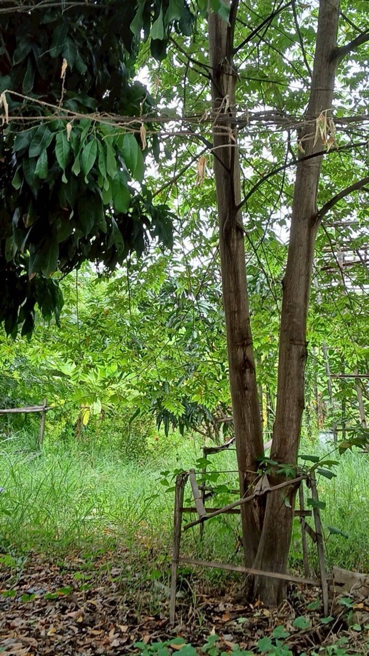 ให้เช่าที่ดินเชียงใหม่ : ให้เช่าที่ดิน “หางดง – เชียงใหม่” เดินทางสะดวก ติดถนน 2 ด้าน 300 ตารางวา