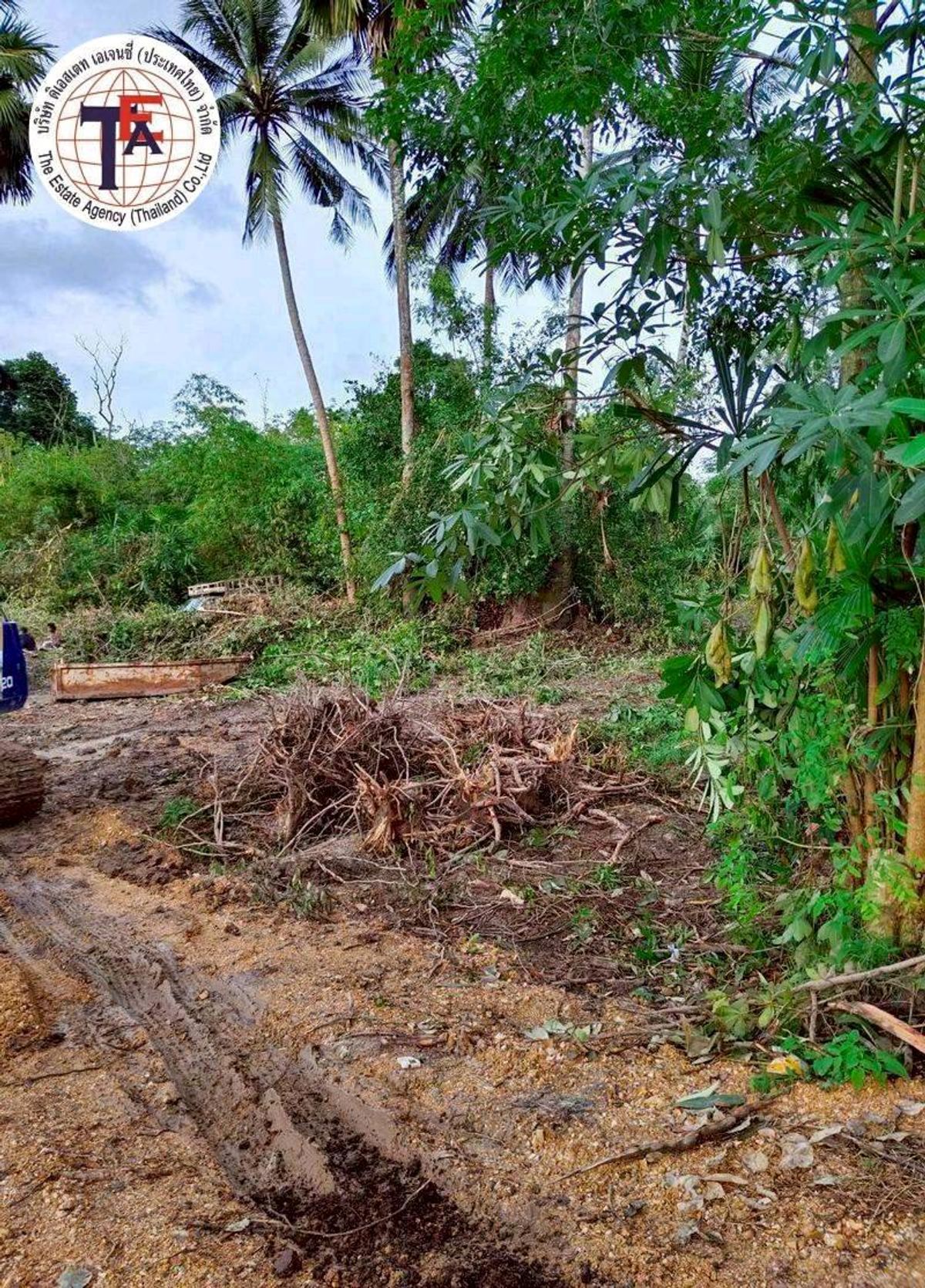 ขายที่ดินหาดใหญ่ สงขลา : ขายที่ดิน บ้านหนองม่วง วัดม่วงหอม ราคาต่ำกว่าประเมิน บางกล่ำ สงขลา