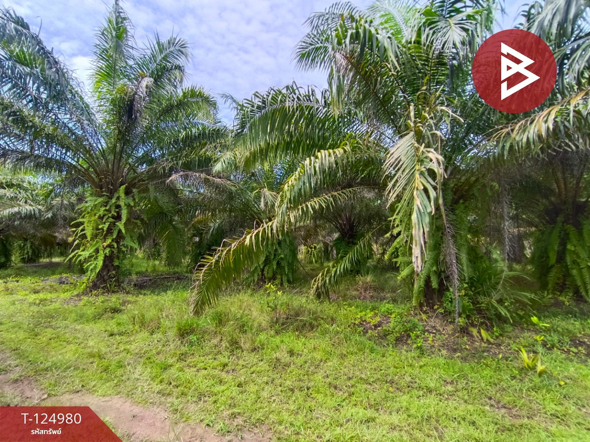 Land for sale with palm plantation, area 19 rai 1 ngan, Nong Kheng, Bueng Kan. Loading...
