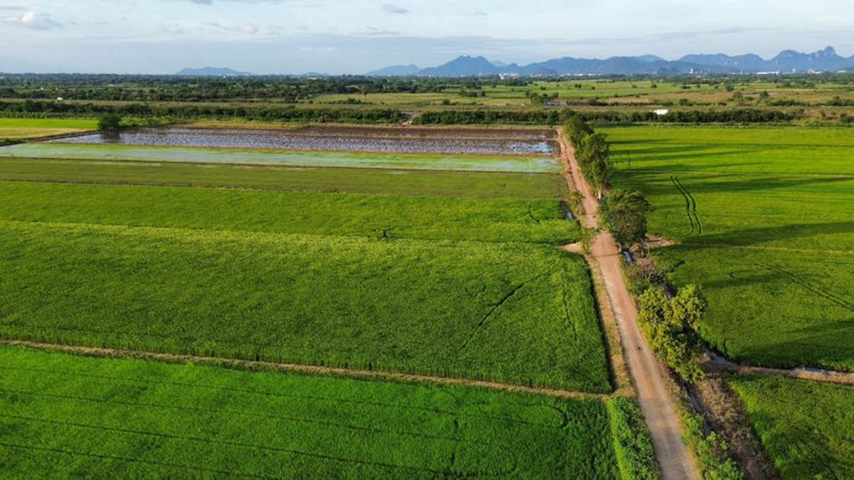 ขายที่ดินสระบุรี : ที่นา 23-3-87 ไร่ แปลงสี่เหลี่ยม ใกล้คลองชลประทาน ตำบลบ้านกลับ อำเภอหนองโดน จังหวัดสระบุรี