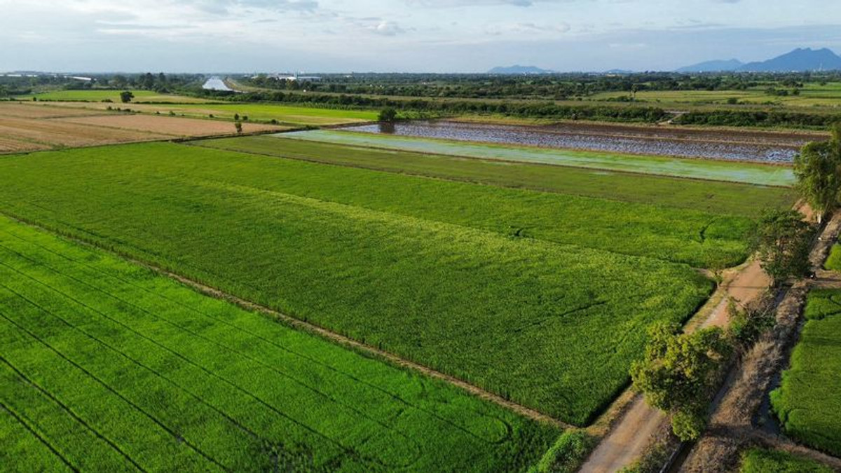 ขายที่ดินสระบุรี : ที่นา 23-3-87 ไร่ แปลงสี่เหลี่ยม ใกล้คลองชลประทาน ตำบลบ้านกลับ อำเภอหนองโดน จังหวัดสระบุรี