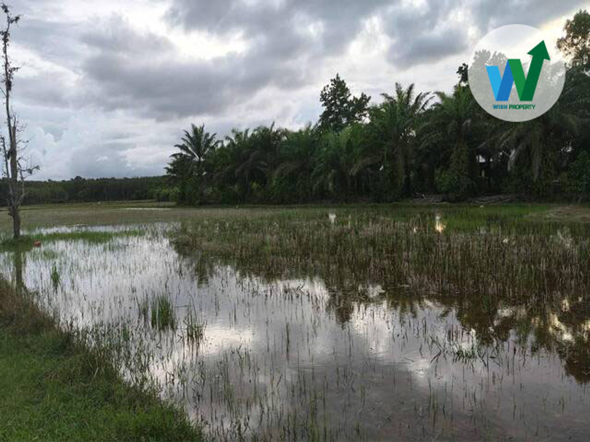 ขายที่ดิน ควนขนุน พัทลุง เดินทางไปในเมืองพัทลุง 27 กิโลเมตร Loading...