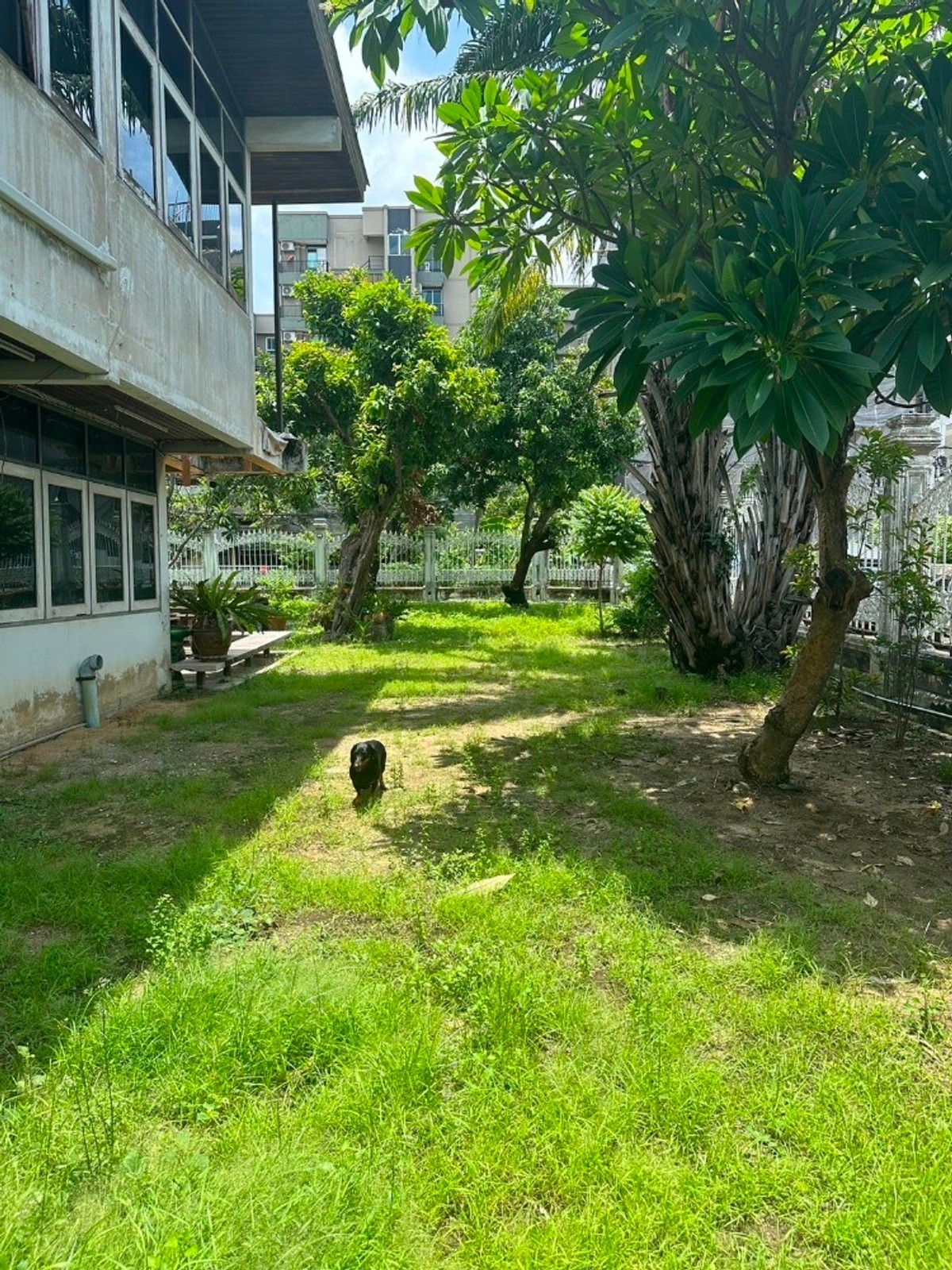 ให้เช่าบ้านอ่อนนุช อุดมสุข : ให้เช่าบ้านเดี่ยว 2 ชั้น พร้อมที่ดิน ซอยสุขุมวิท 97/1 ถนนสุขุมวิท (N.1543)