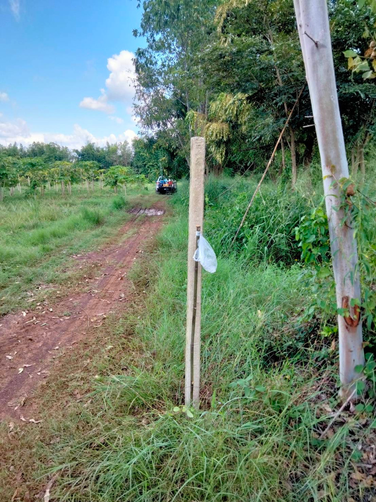 For SaleLandSa Kaeo : Land for sale, Tha Kwian Subdistrict, Watthana Nakhon District, Sa Kaeo Province.