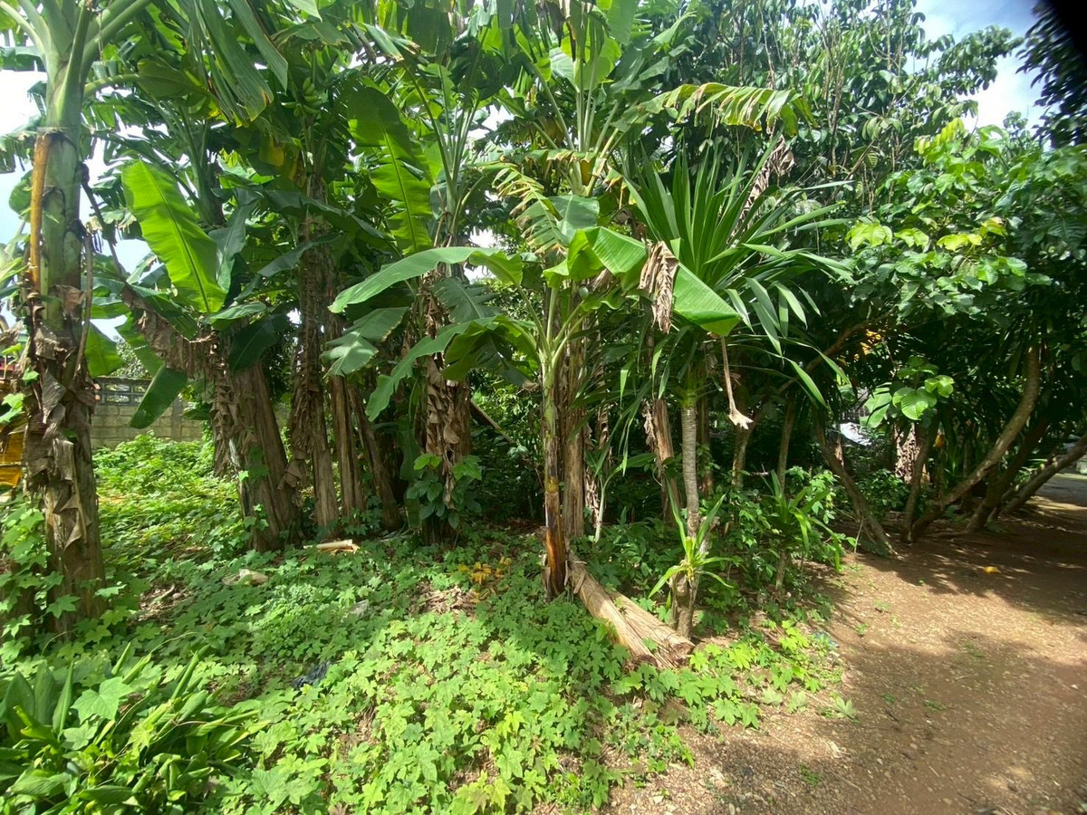 ขายที่ดินตรัง : ขายที่ดินใกล้วัดโคกหล่อ จ.ตรัง ทำเลดีใจกลางเมือง ใกล้โลตัสตรัง