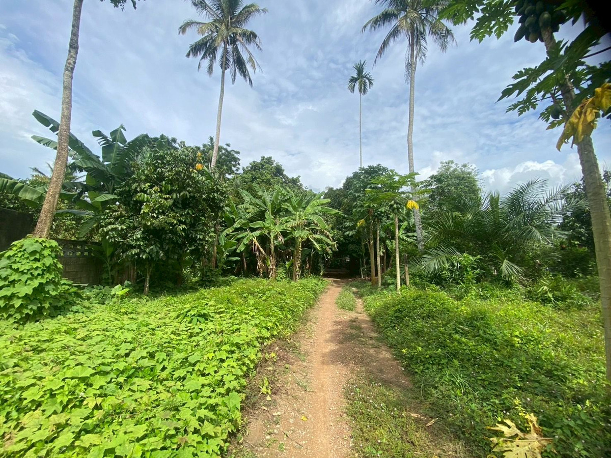 ขายที่ดินตรัง : ขายที่ดินใกล้วัดโคกหล่อ จ.ตรัง ทำเลดีใจกลางเมือง ใกล้โลตัสตรัง