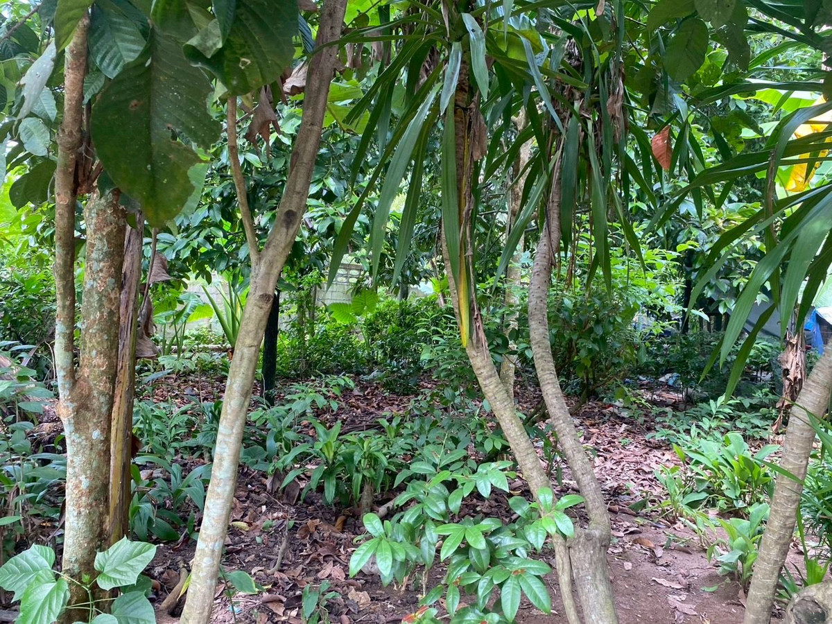 ขายที่ดินตรัง : ขายที่ดินใกล้วัดโคกหล่อ จ.ตรัง ทำเลดีใจกลางเมือง ใกล้โลตัสตรัง