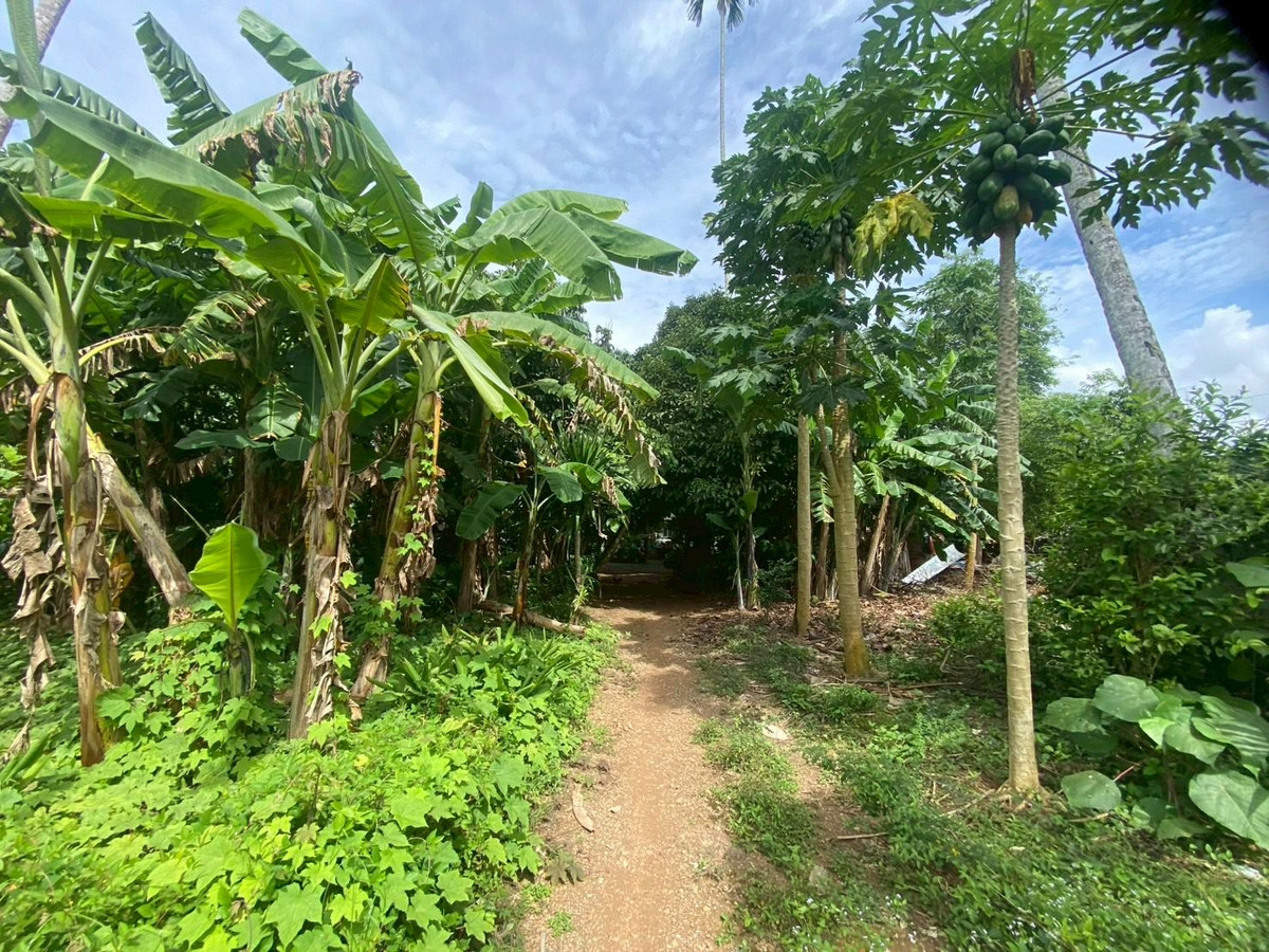 ขายที่ดินตรัง : ขายที่ดินใกล้วัดโคกหล่อ จ.ตรัง ทำเลดีใจกลางเมือง ใกล้โลตัสตรัง