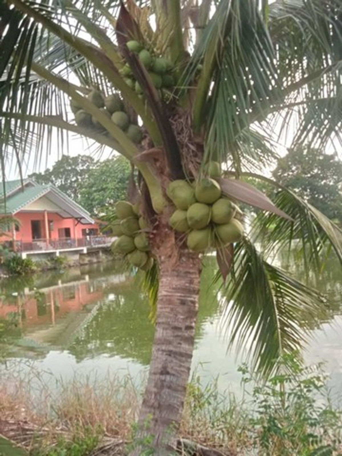 For RentHousePhutthamonthon, Salaya : For rent, one-story house, 50 sq m., lake view, in Bang Len District, Nakhon Pathom, near Koh Rat Temple.