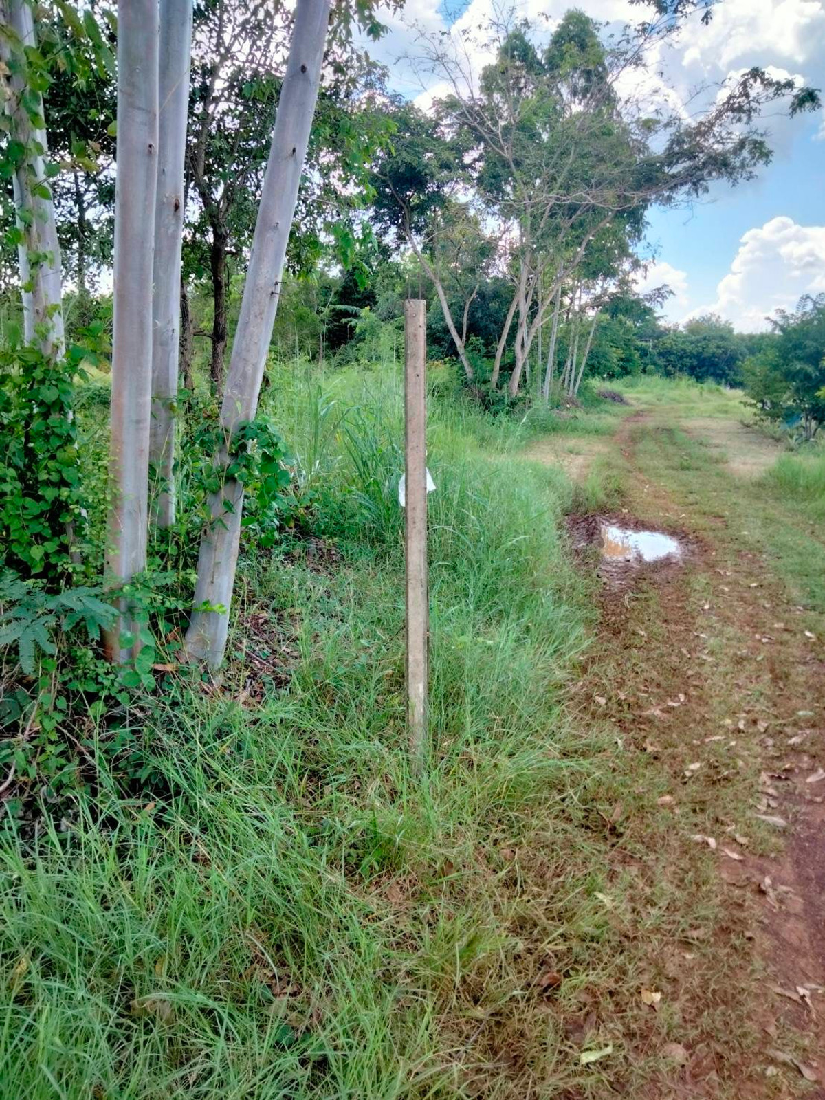 For SaleLandSa Kaeo : Land for sale, Tha Kwian Subdistrict, Watthana Nakhon District, Sa Kaeo Province.