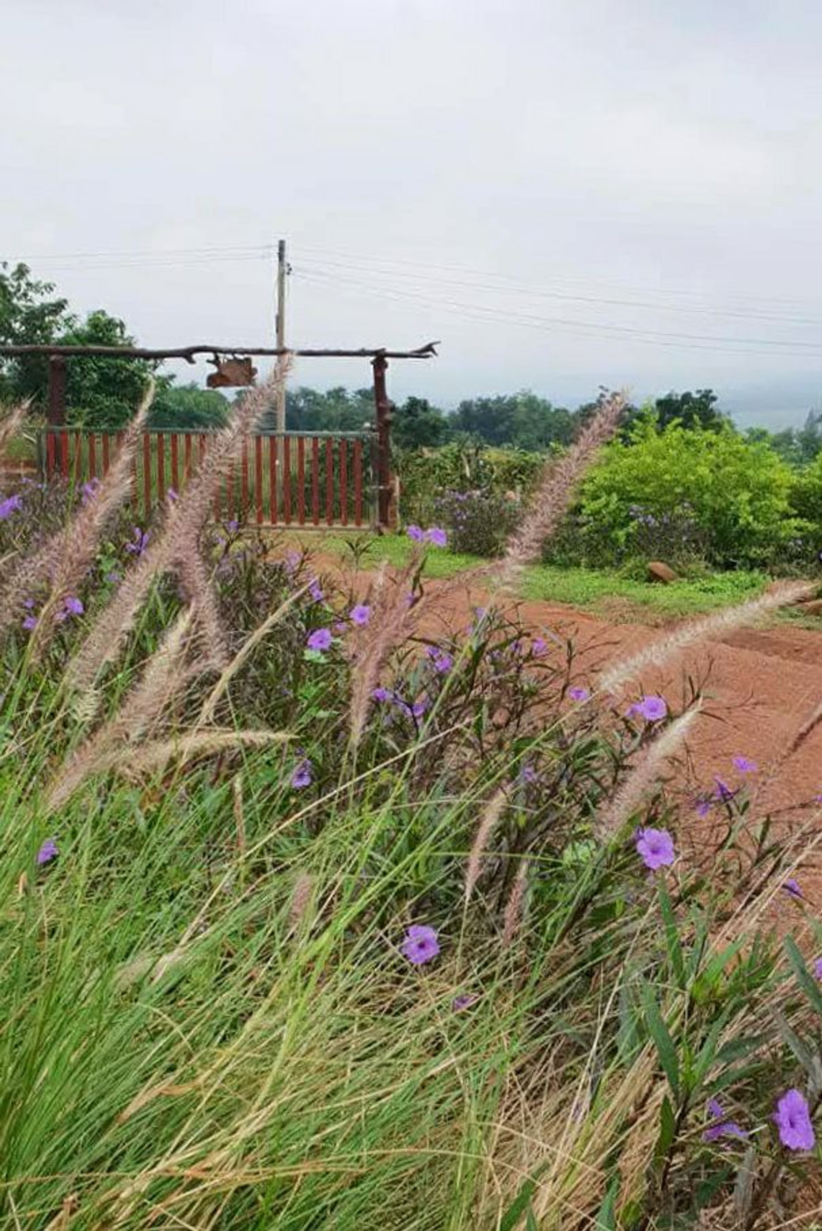 ขายบ้านโคราช นครราชสีมา : 92979 - ขายที่ดิน ภบท. 5 พร้อมบ้านพักตากอากาศ ใกล้เขาใหญ่ อากาศดี วิวภูเขาล้อมรอบ