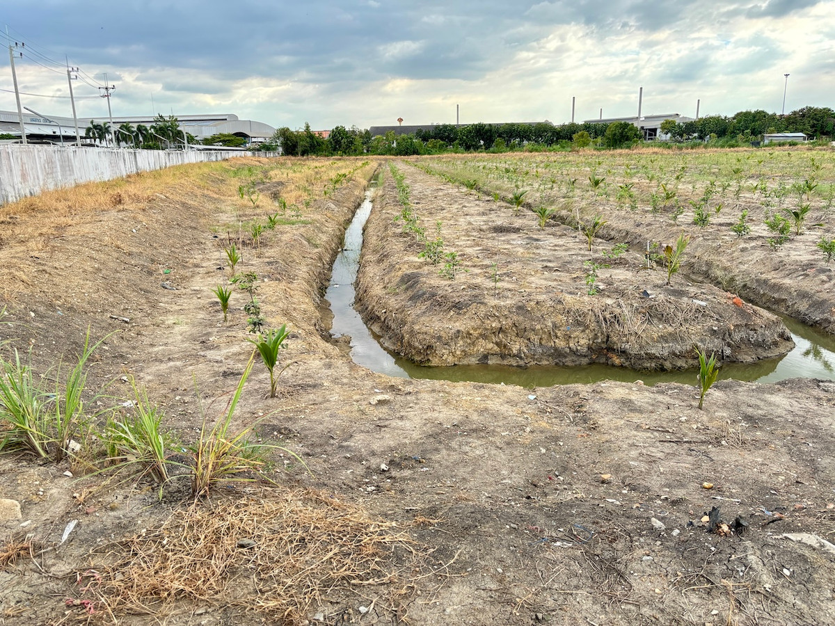 Purple plot of land, 20 rai, in Soi Phetkasem 130, beautiful plot, partially filled in and made a garden furrow to plant coconuts. Loading...