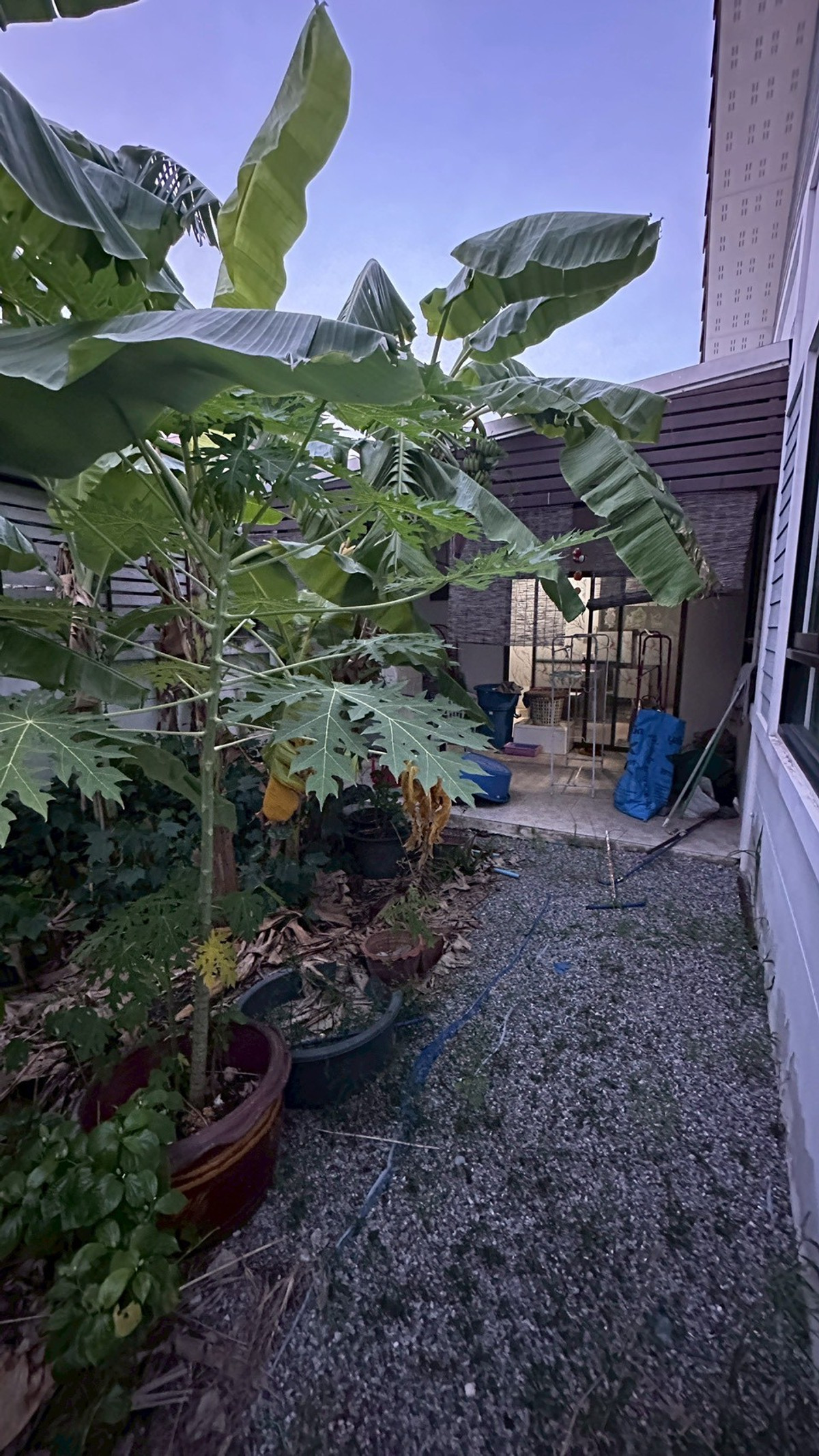 ขายบ้านพัทยา บางแสน ชลบุรี สัตหีบ : 94893 - ขายบ้านเดี่ยว ชั้นเดียว 58 ตรว. หมู่บ้านนาราวิล (Naraville) ทำเลดี ใกล้นิคมอมตะนคร พานทอง ชลบุรี